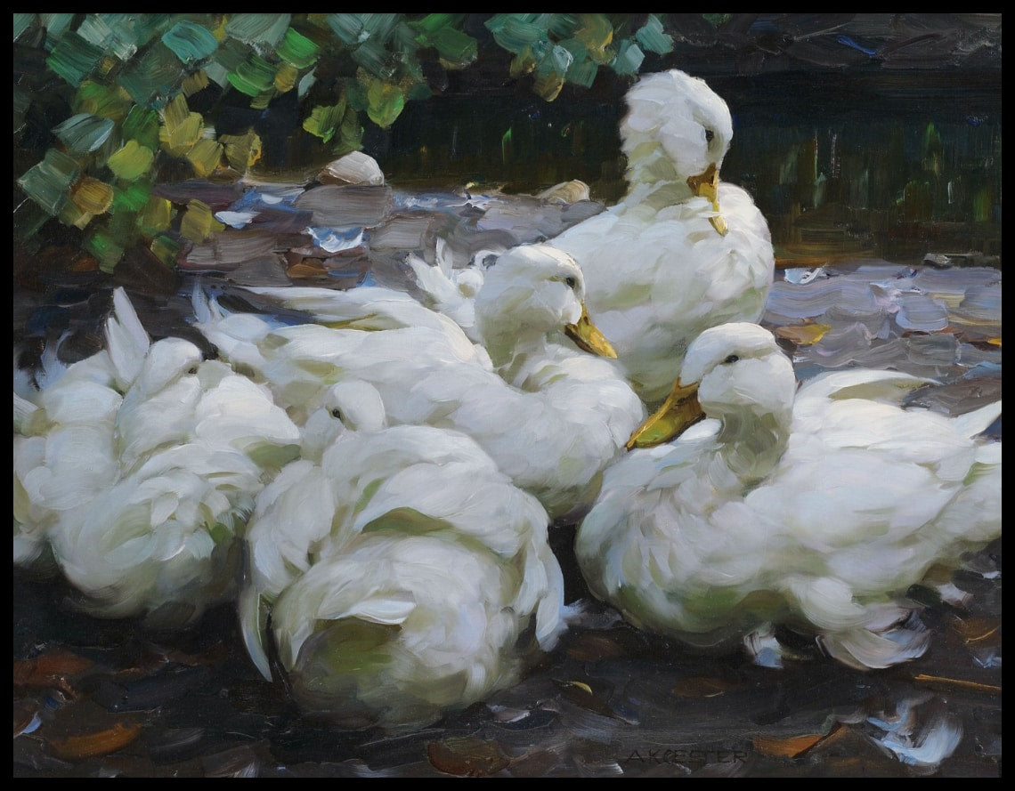 Five resting white ducks