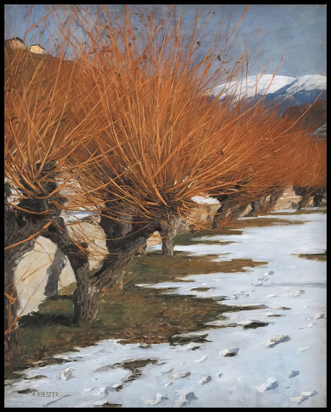 Golden willows in the sun
