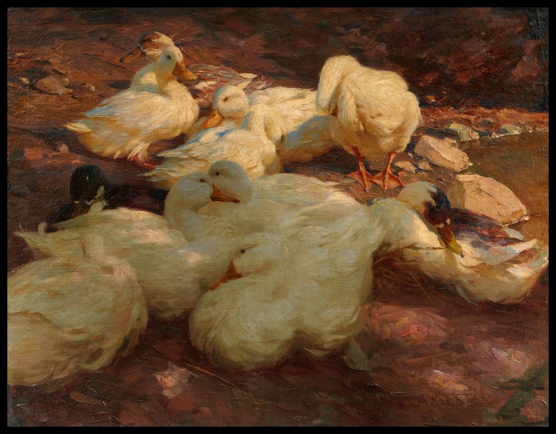 Resting ducks on the shore