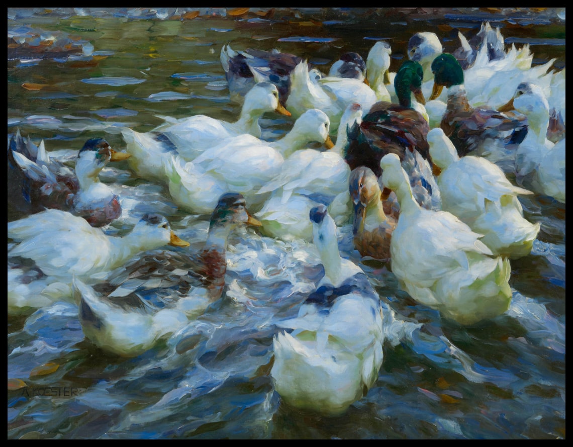 Sixteen ducks in the evening