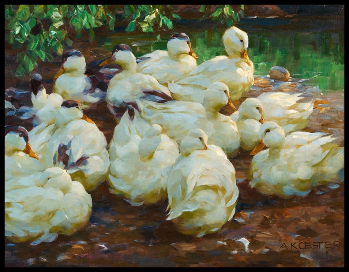 White ducks on the pond shore
