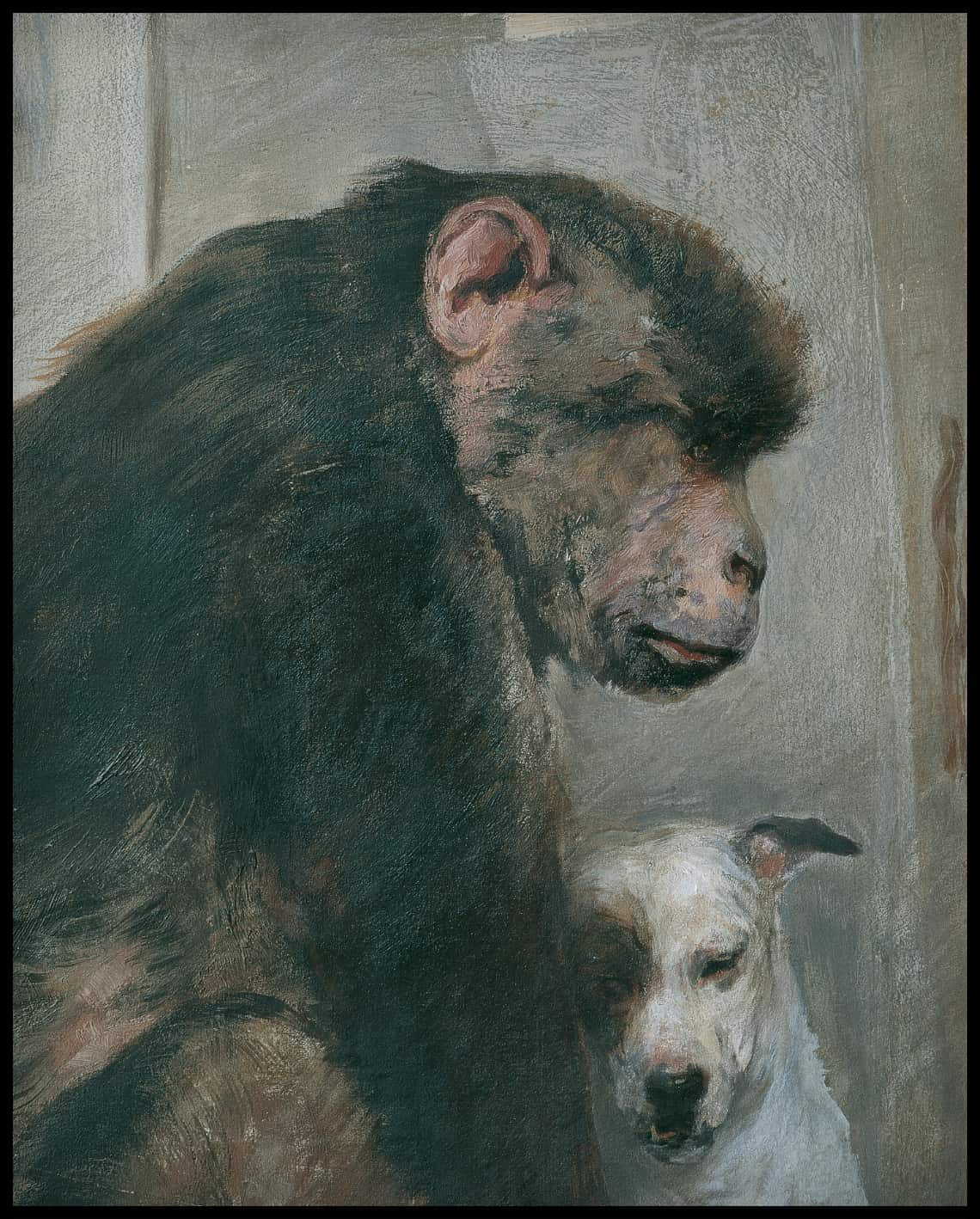 Monkey and dog