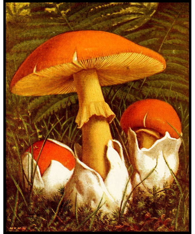 Amanita Caesarea