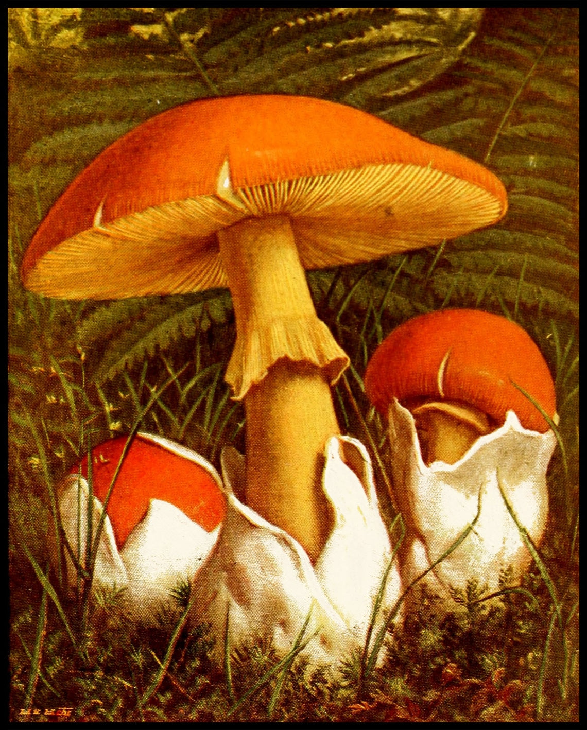 Amanita Caesarea