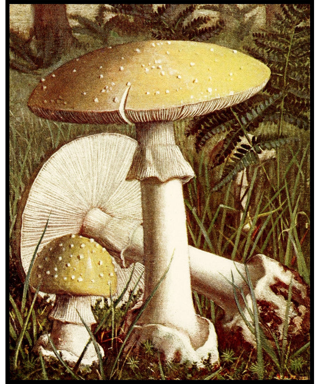 Amanita Citrina