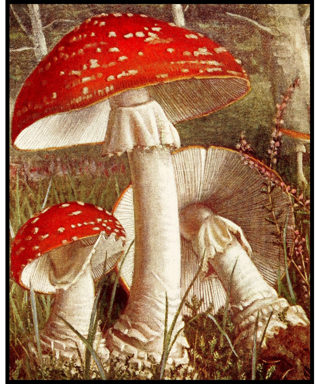 Amanita Muscaria