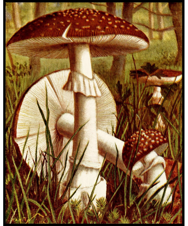 Amanita Pantherina