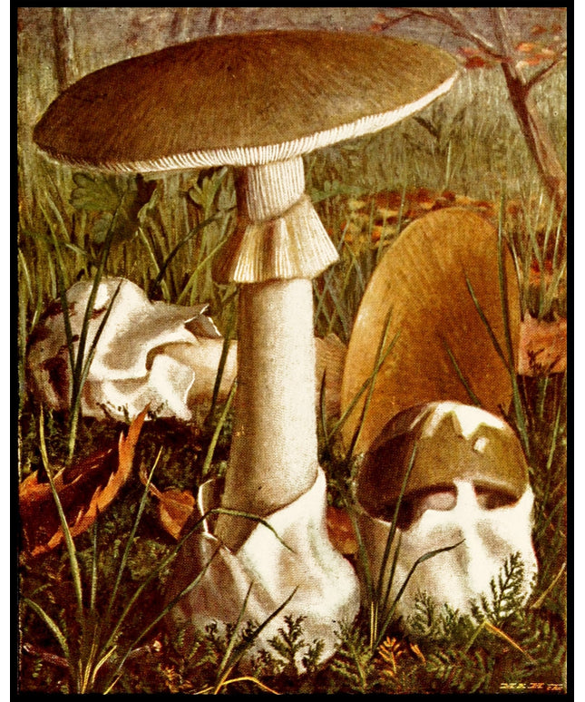 Amanita Phalloides