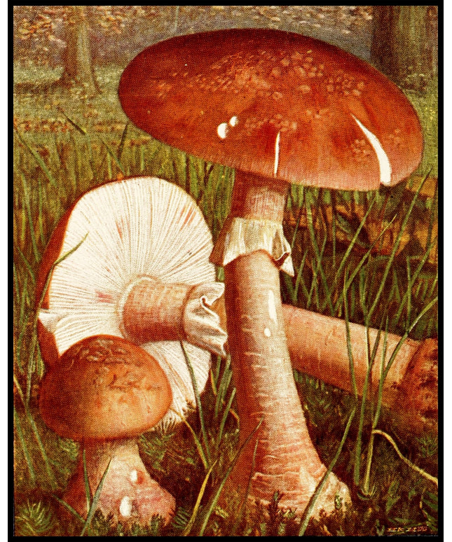 Amanita Rubescens