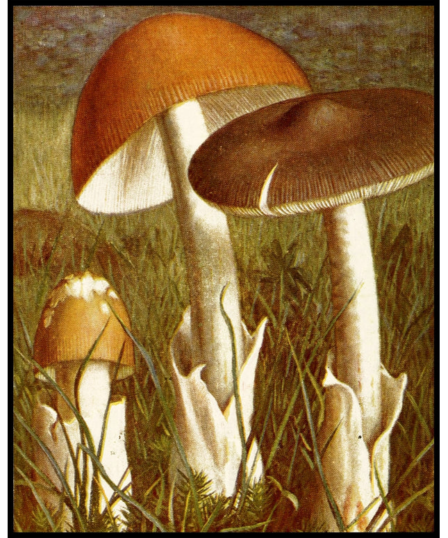 Amanita Vaginata