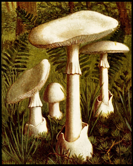 Amanita Verna