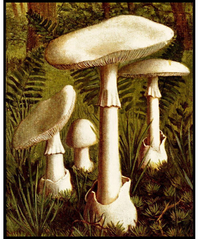 Amanita Verna