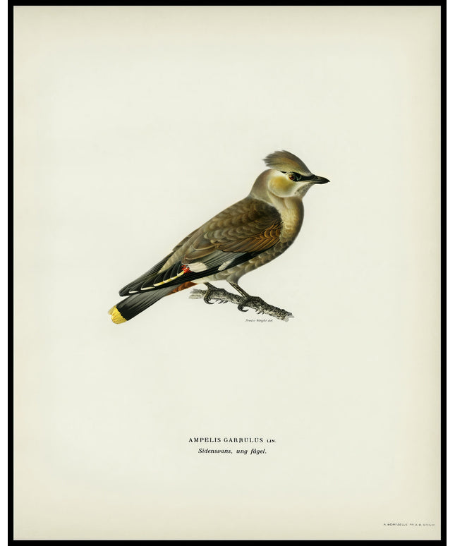 Ampelis Garrulus Poster