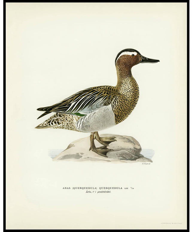 Anas Querquedula Poster