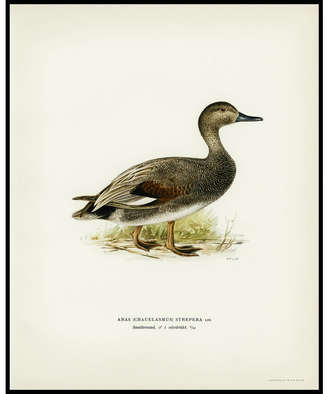 Anas Strepera Poster