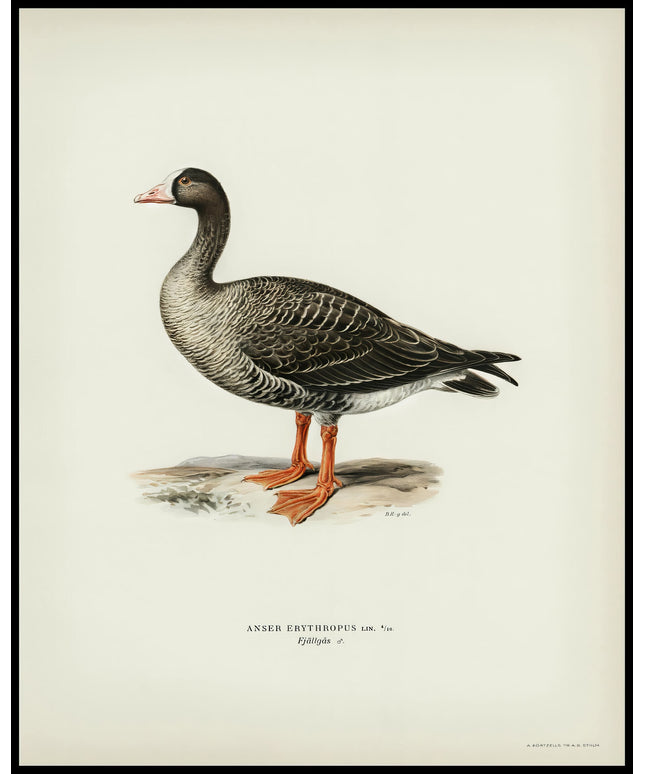 Anser Erythropus Poster