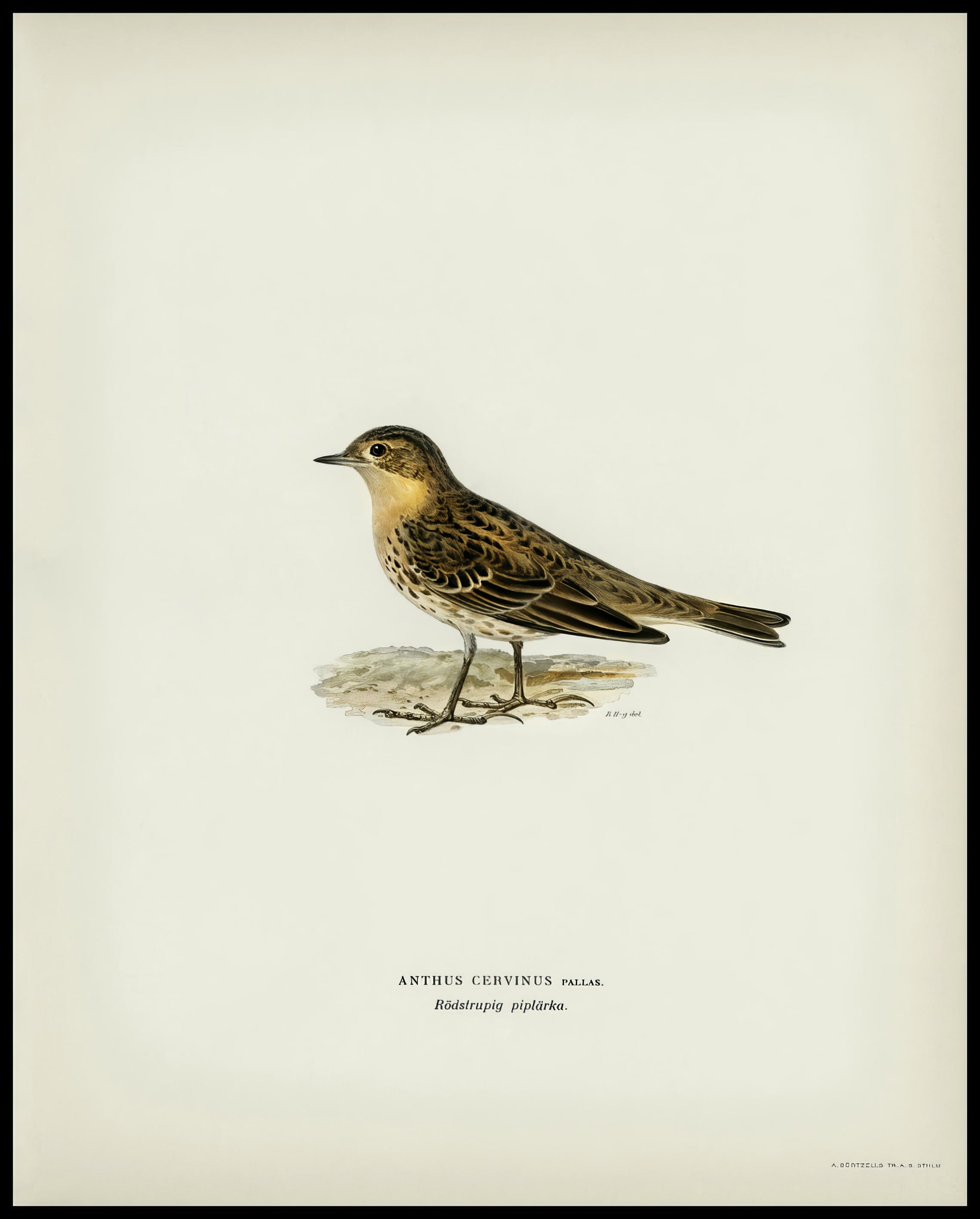 Anthus Cervinus Poster