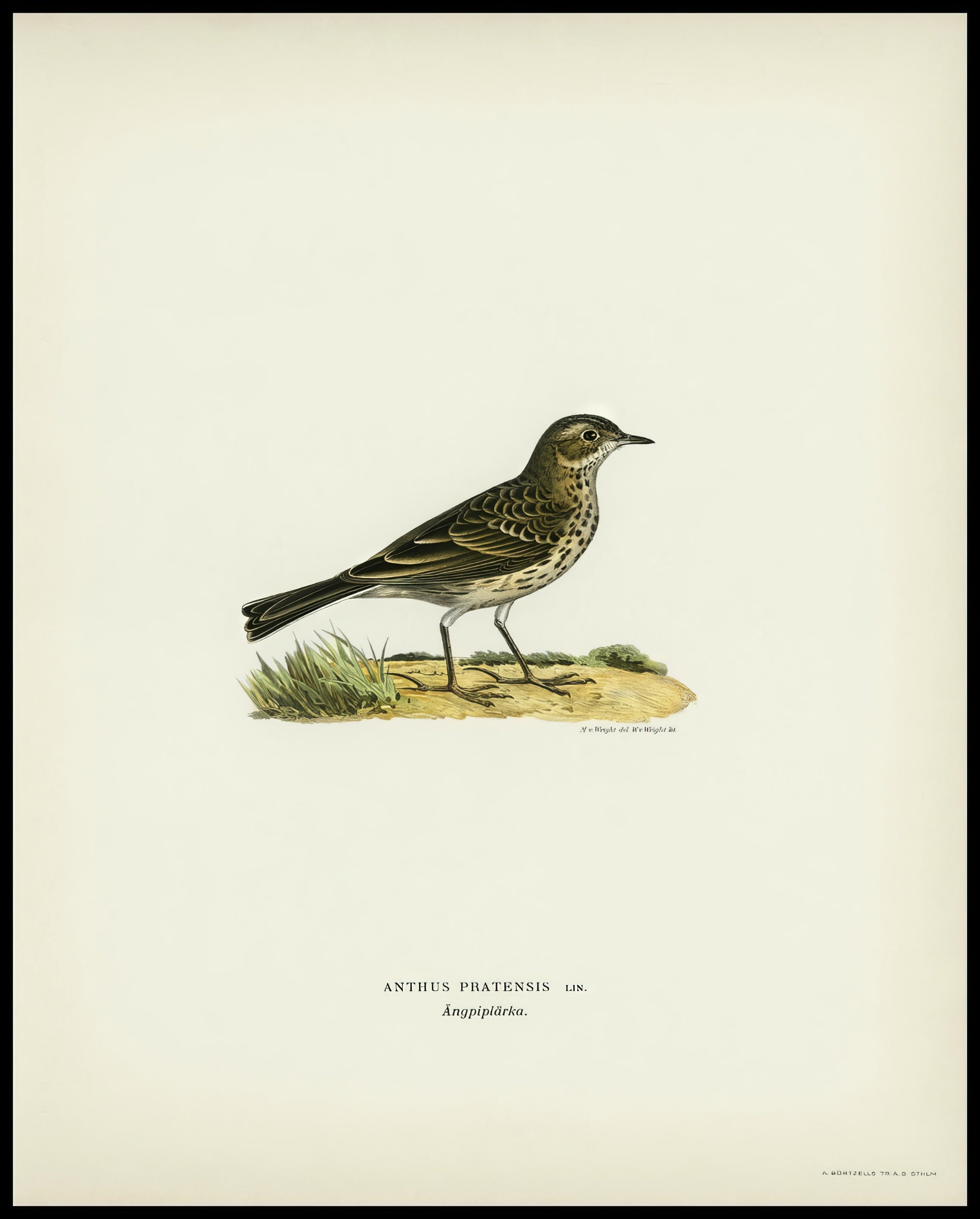 Anthus Pratensis Poster