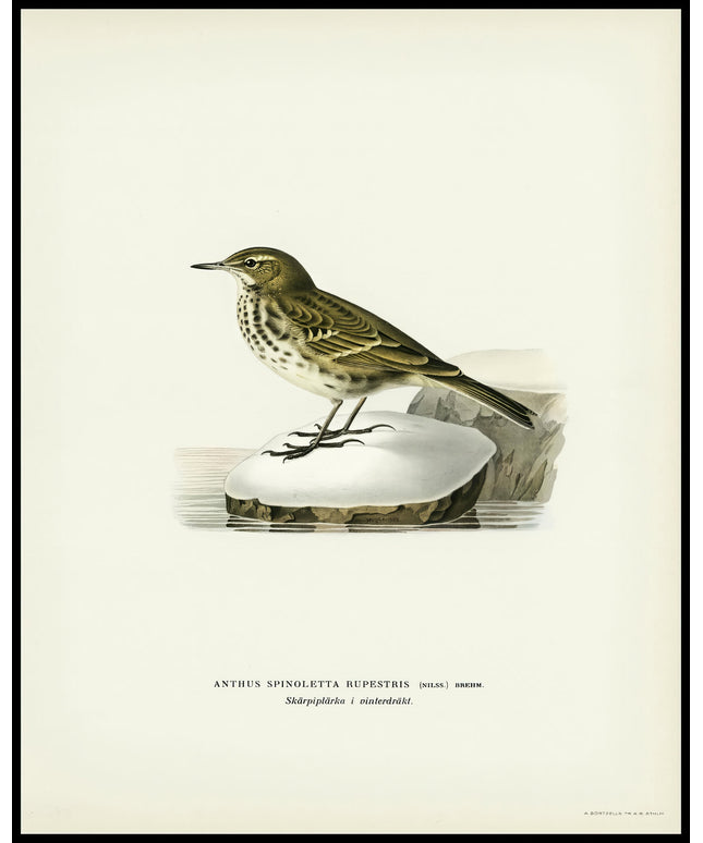 Anthus Rupestris Poster