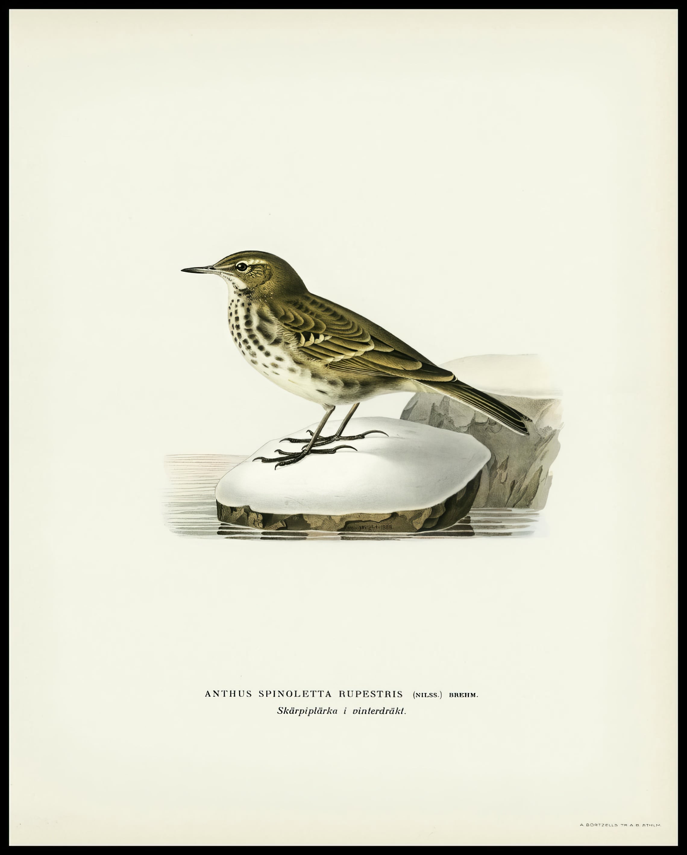 Anthus Rupestris Poster