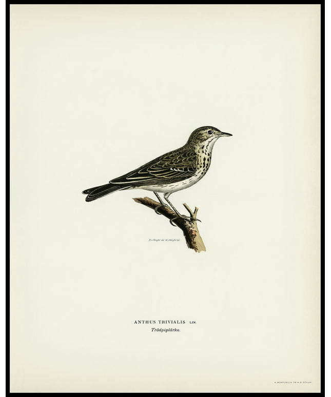 Anthus Trivialis Poster