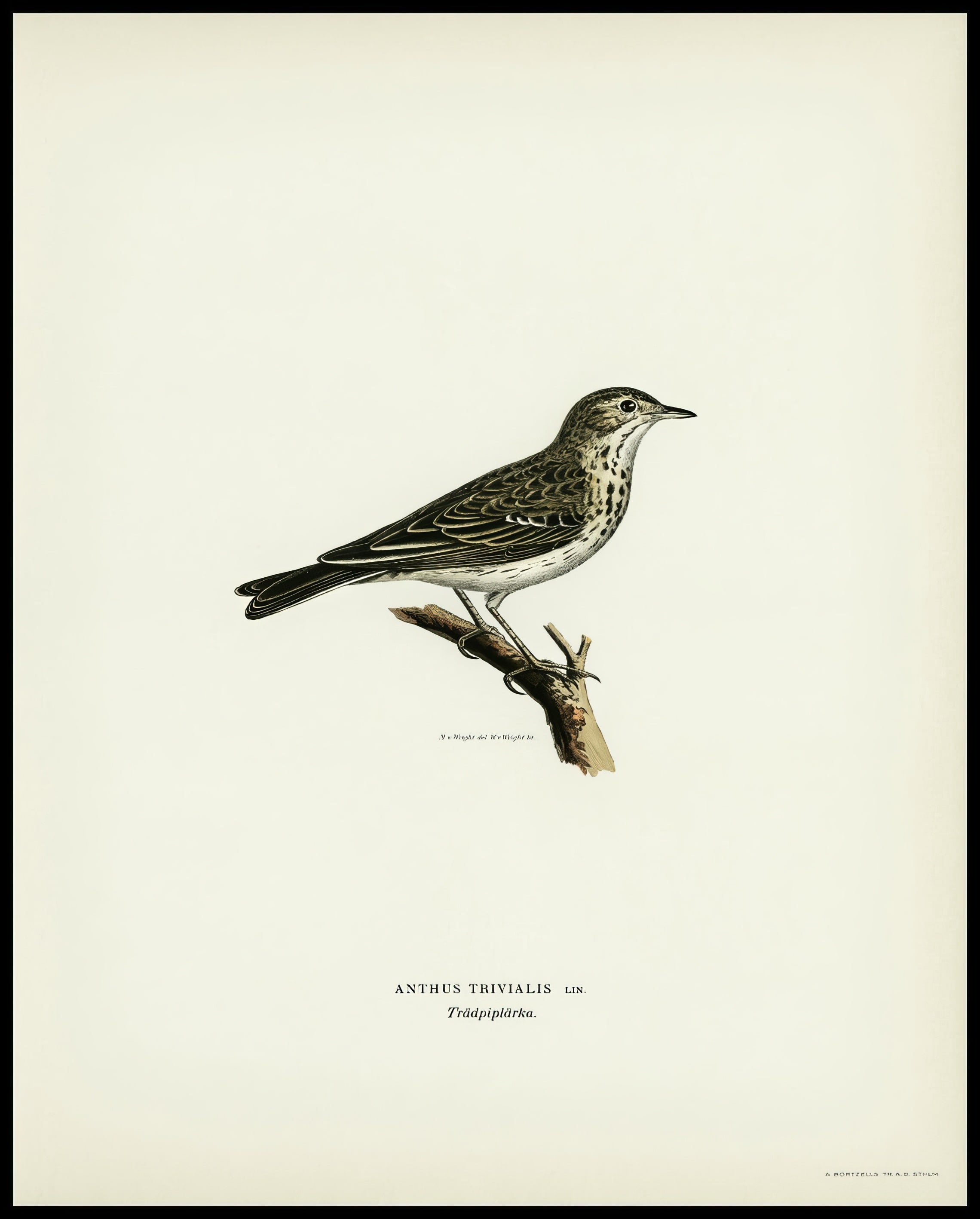Anthus Trivialis Poster