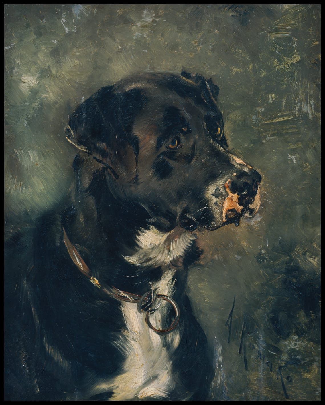 Head of a butcher's dog