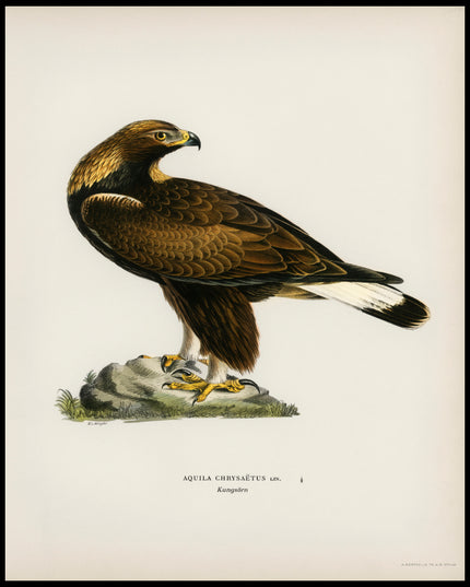 Aquila Chrysaetos Poster