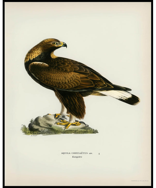 Aquila Chrysaetos Poster