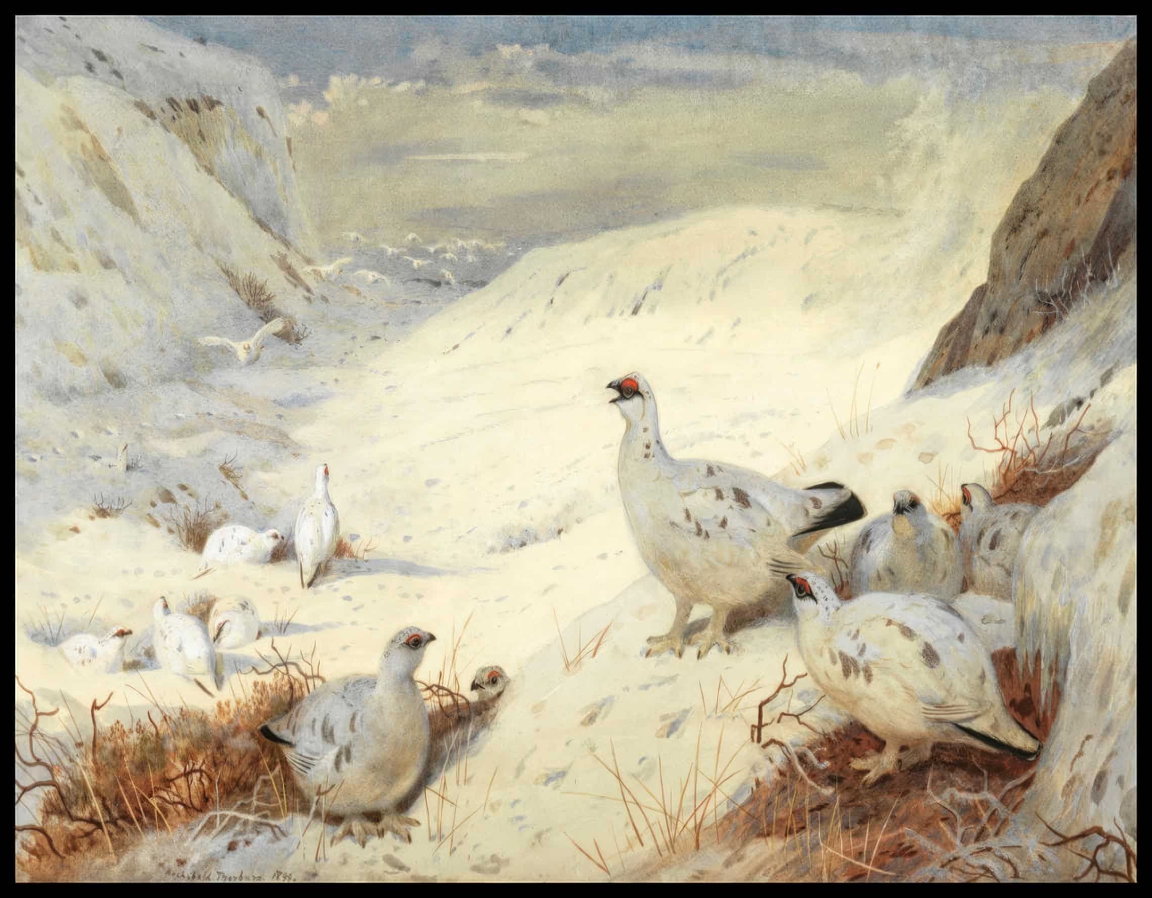 Alpenschneehuhn Poster