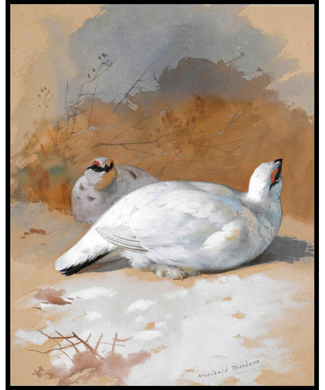 Alpenschneehuhn Poster