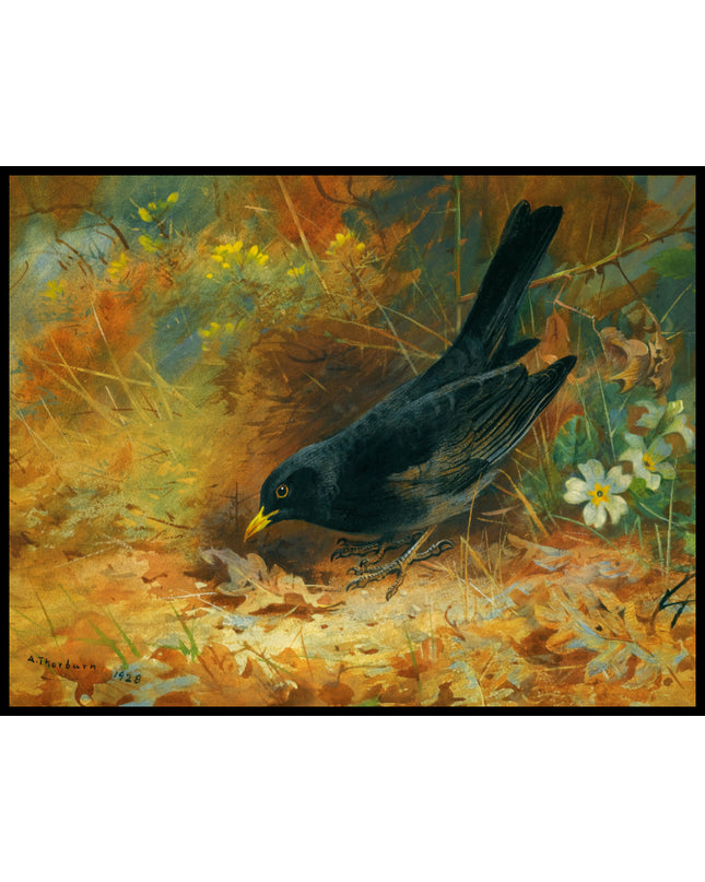 Amsel Poster