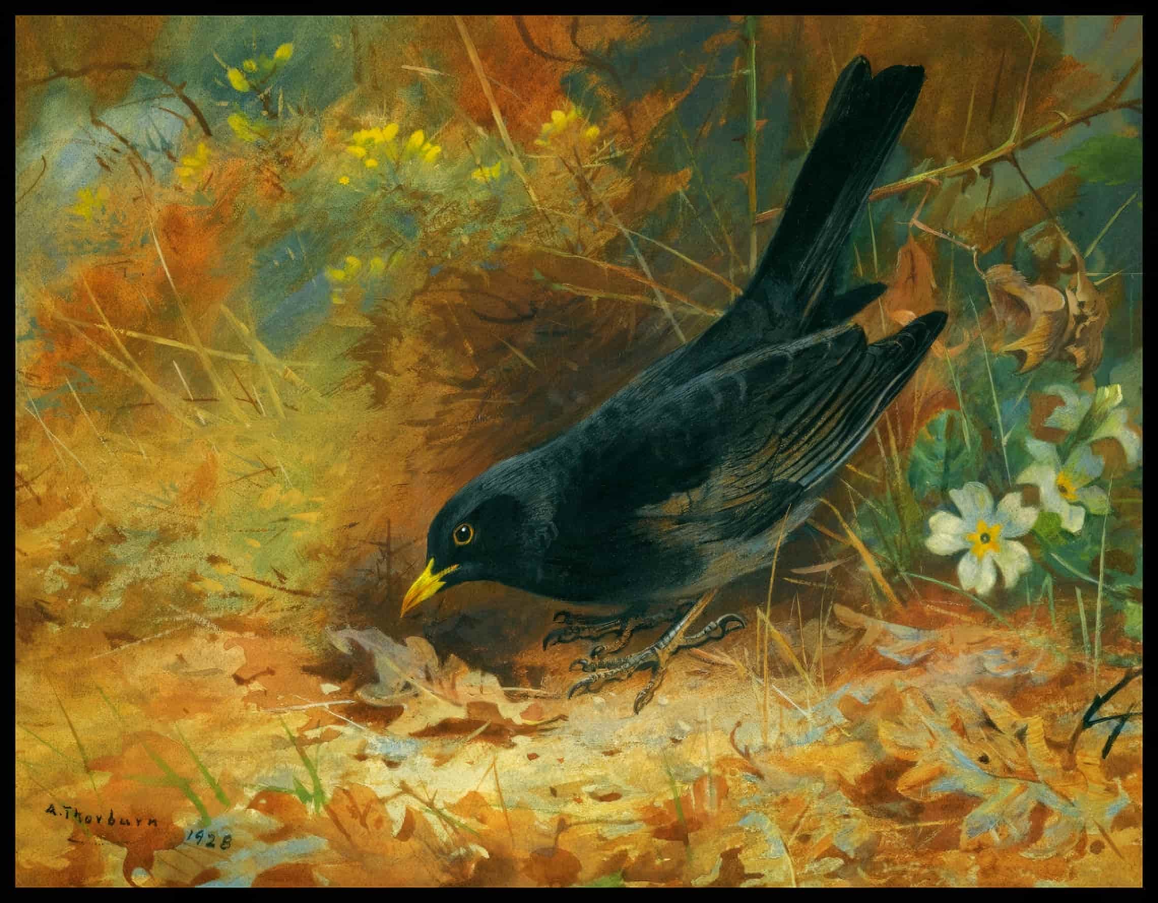 Amsel Poster