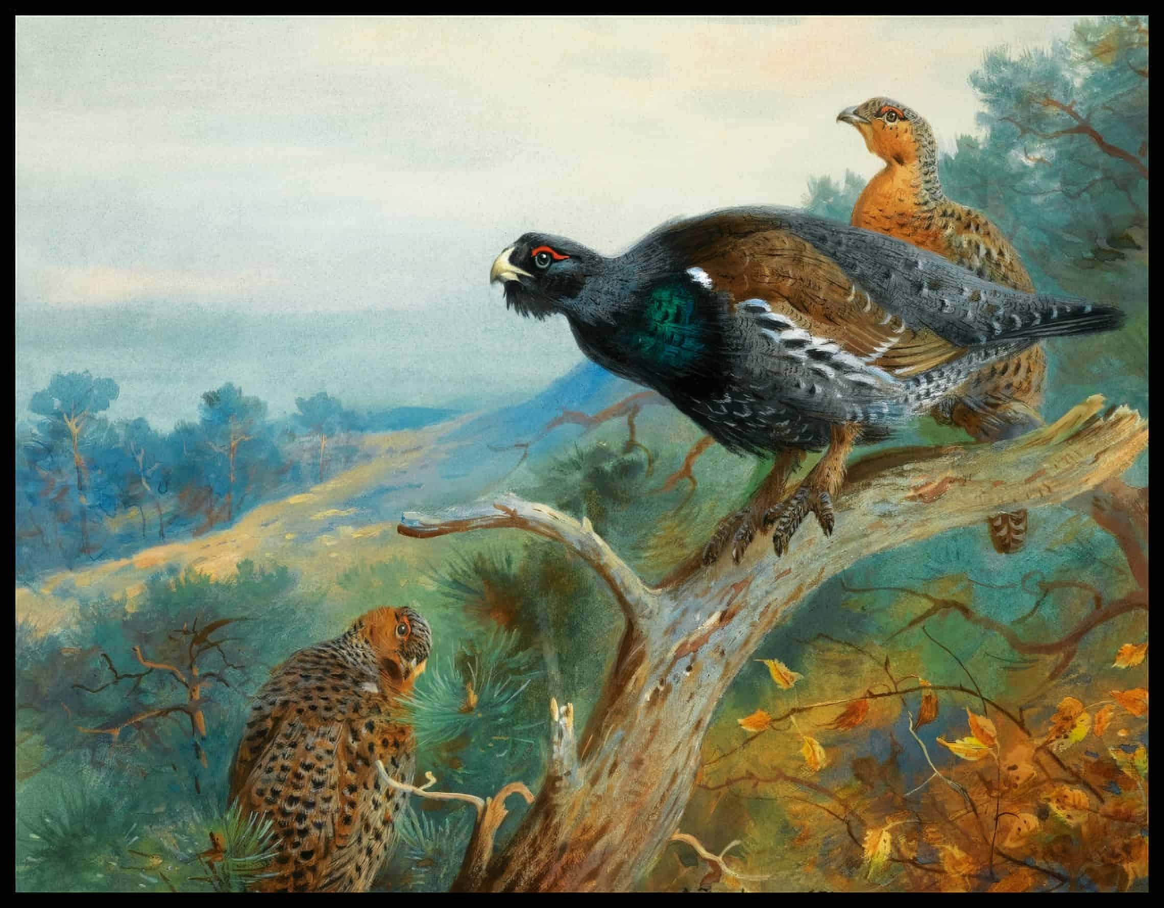 Auerhuhn Poster