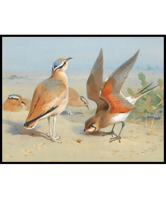 Brachschwalben Poster