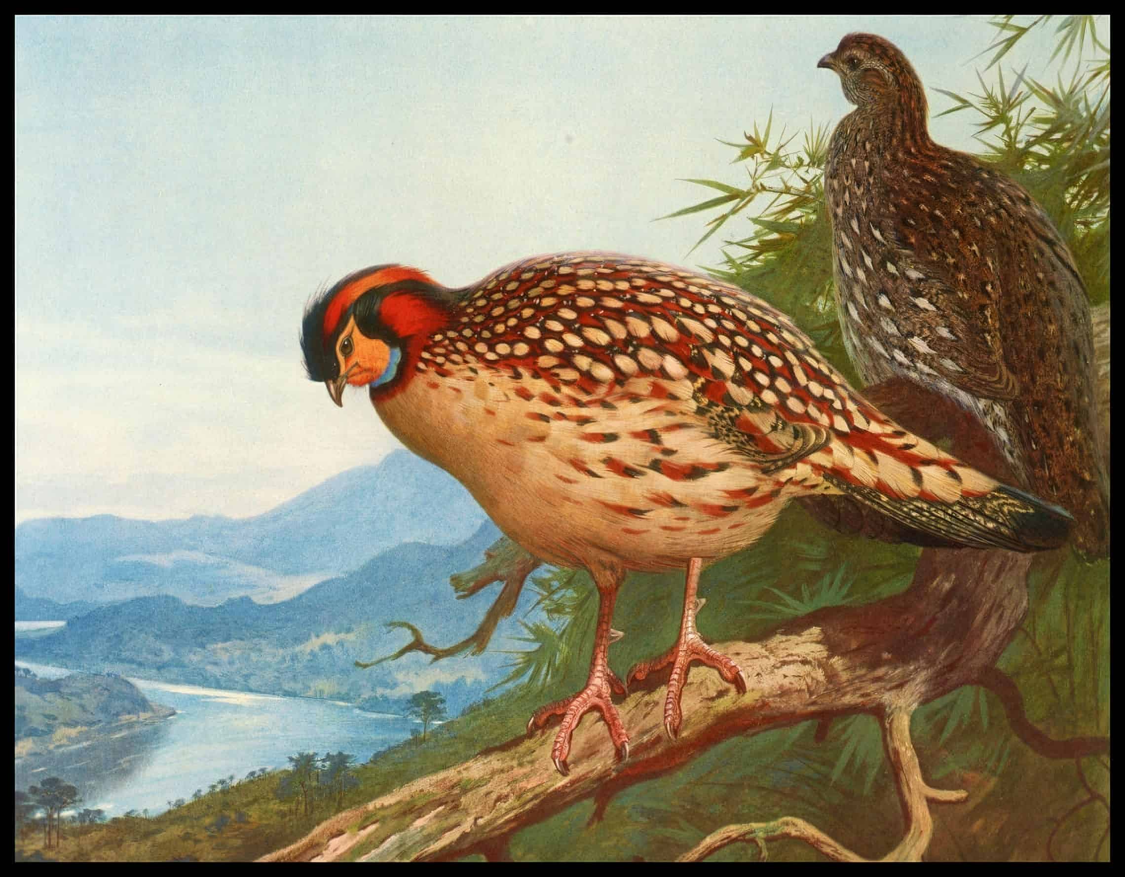 Cabottragopan Poster