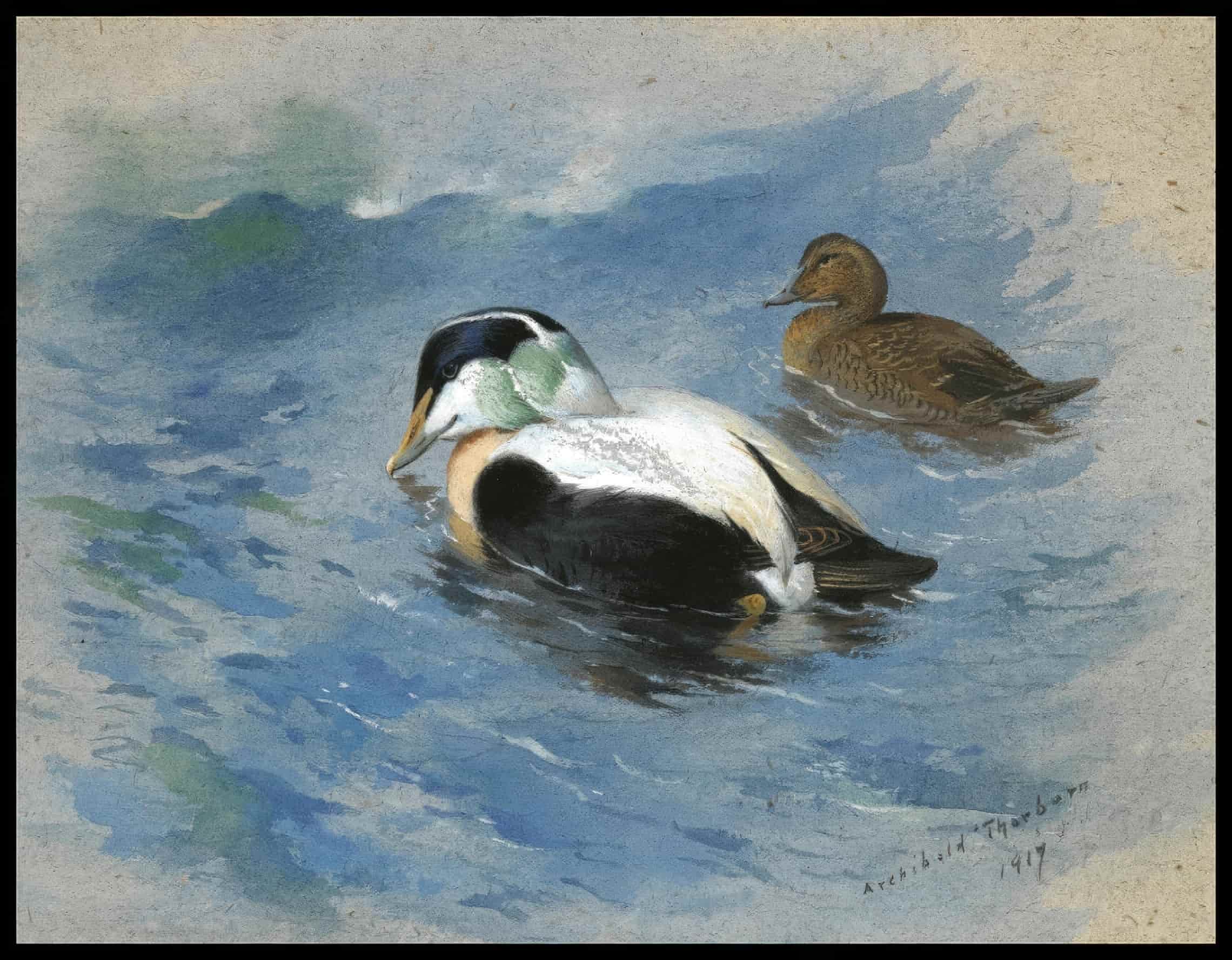 Enten Poster