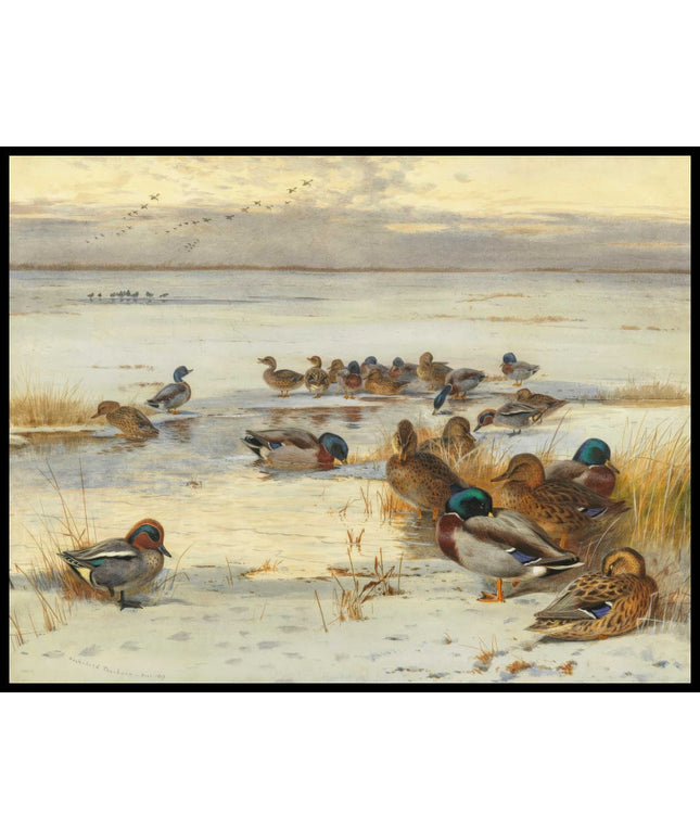 Entenschwarm Poster
