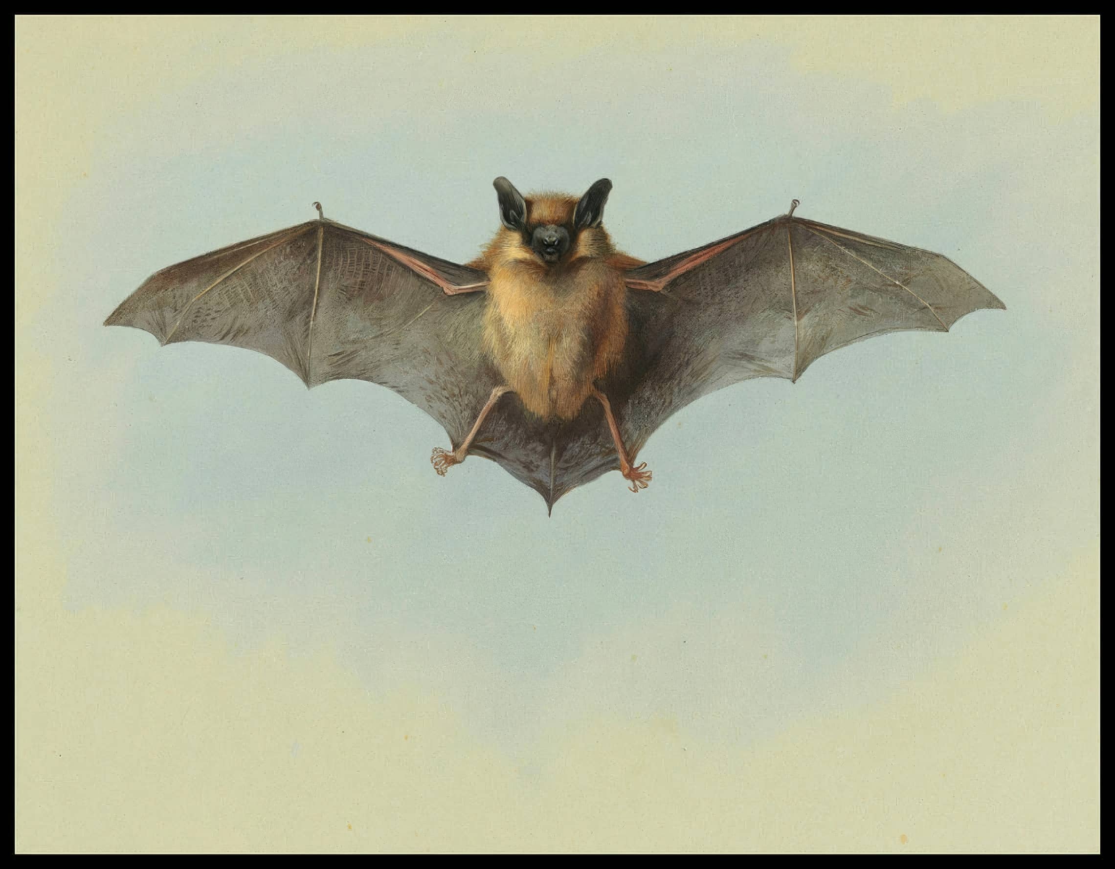 Fledermaus Poster