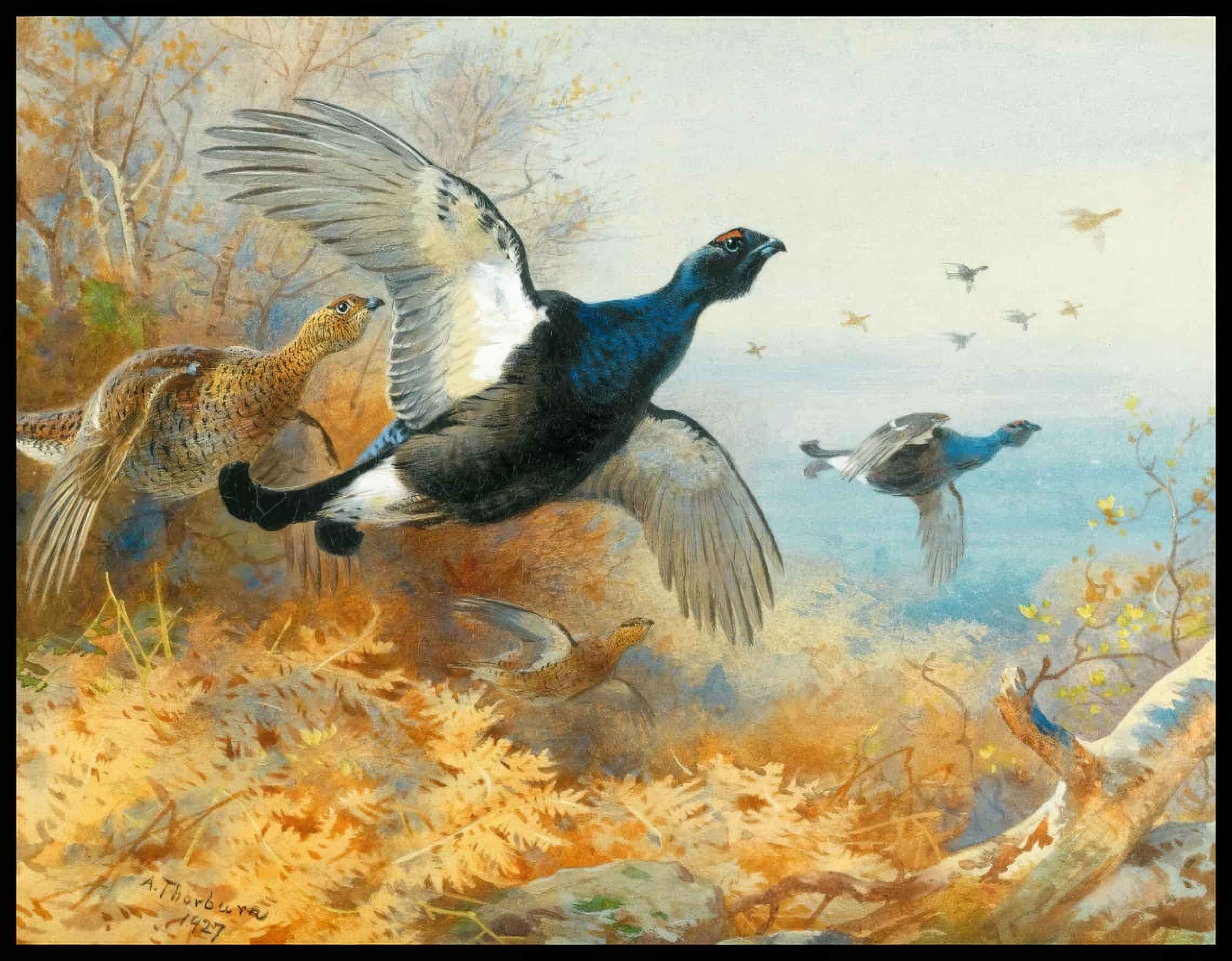 Birkhühner Poster