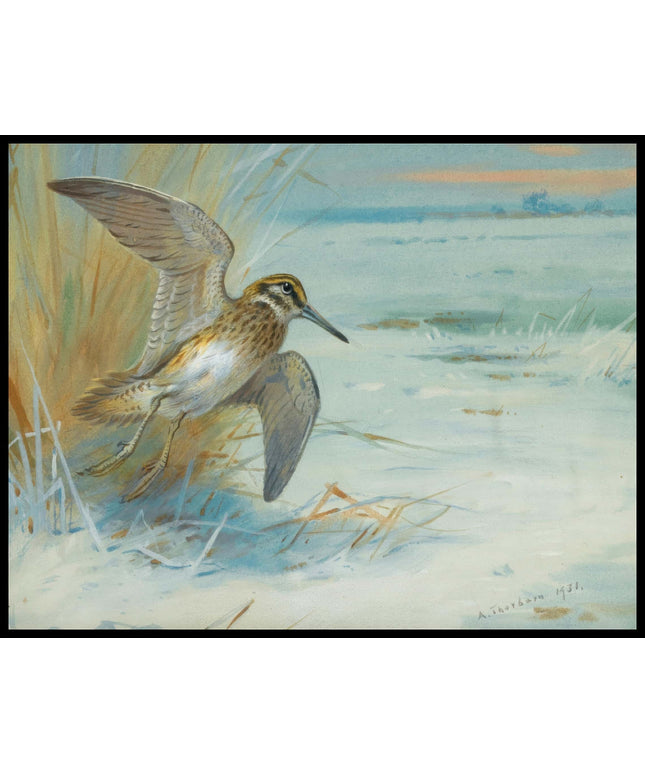 Zwergschnepfe Poster