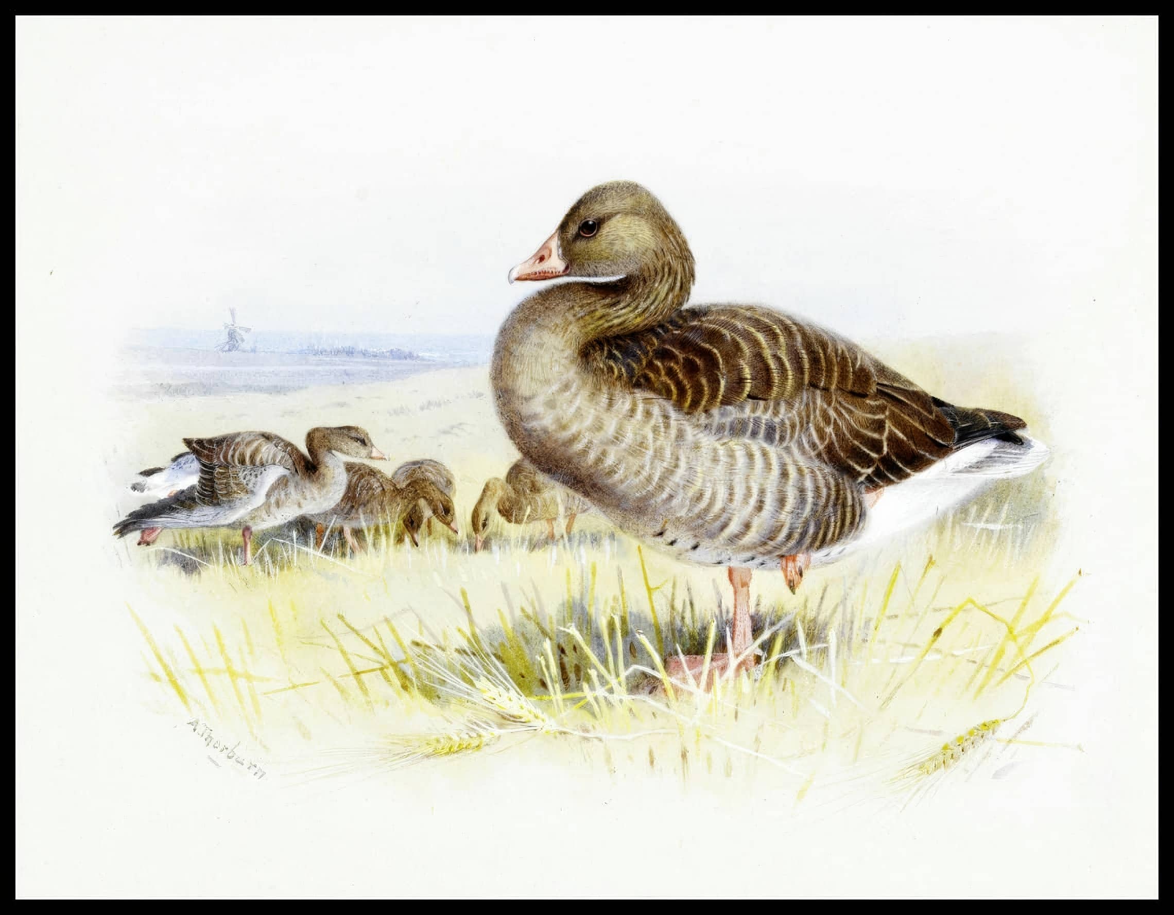 Gänse Poster