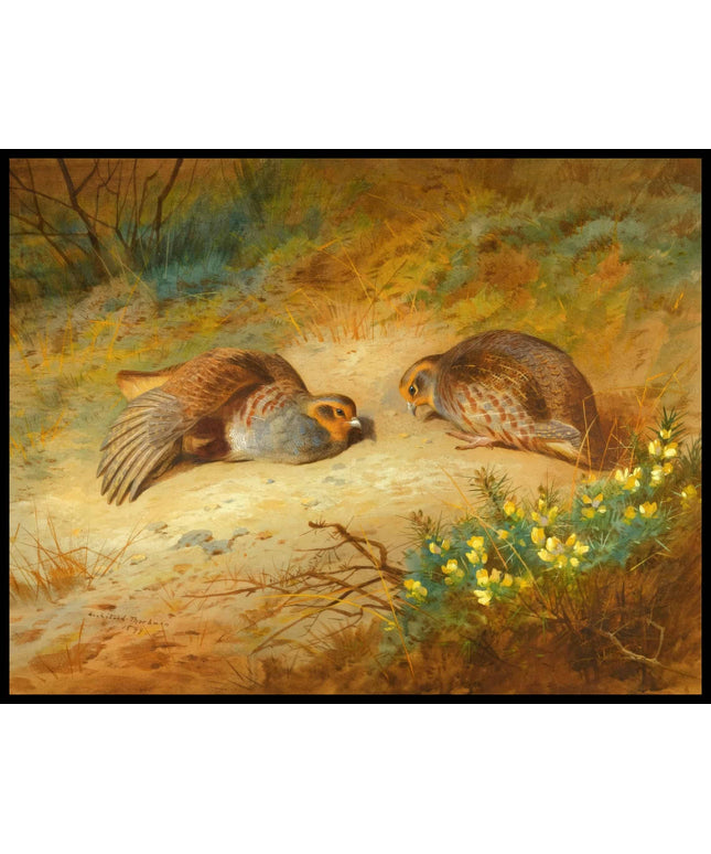 Rebhühner Poster