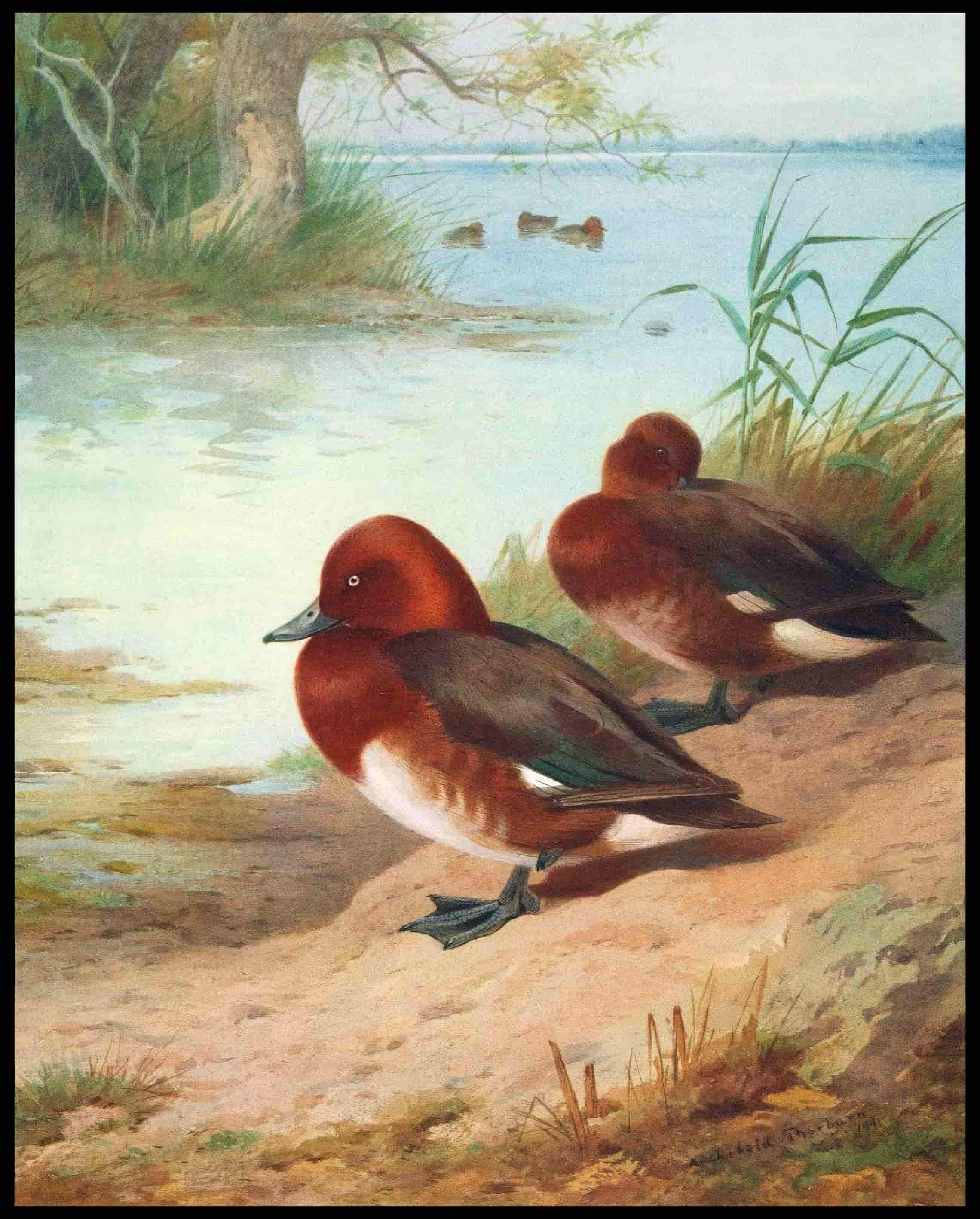 Moorenten Poster