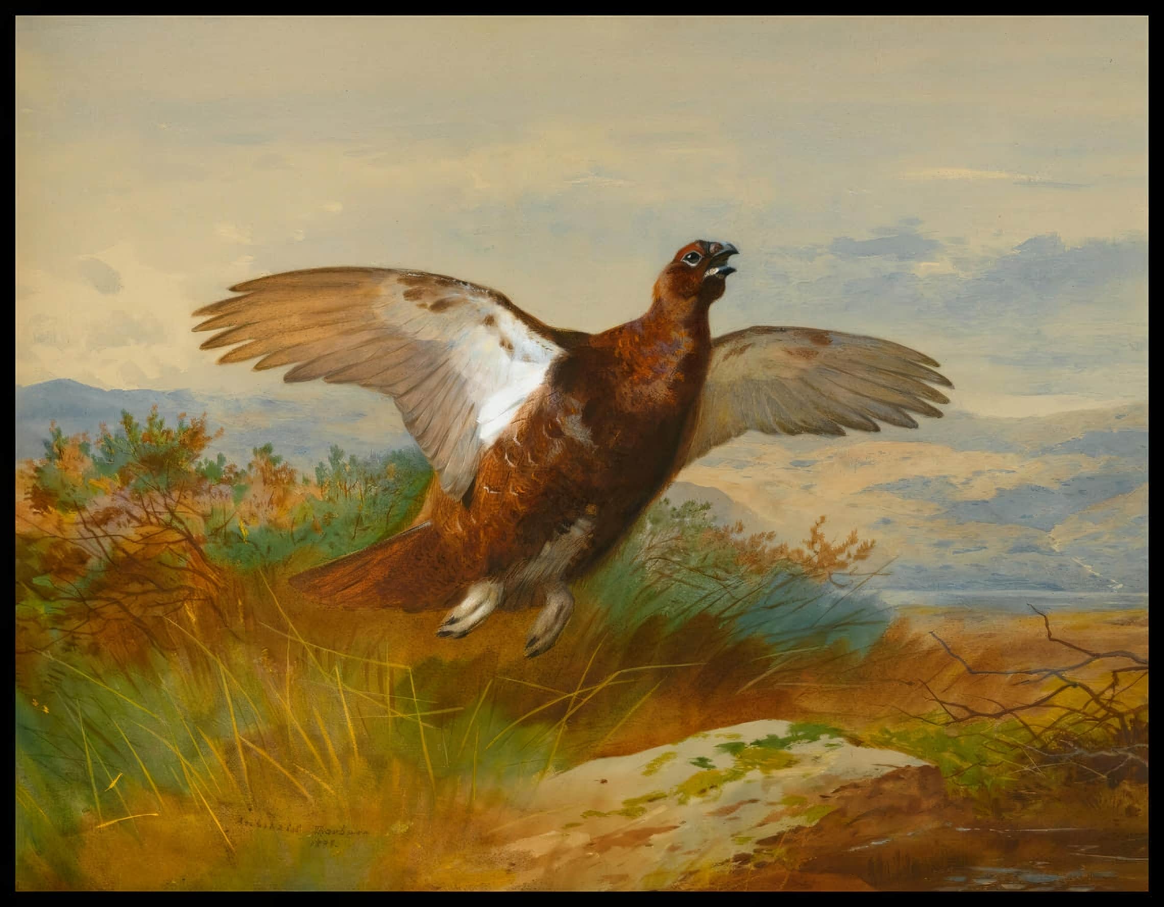 Moorschneehuhn Poster