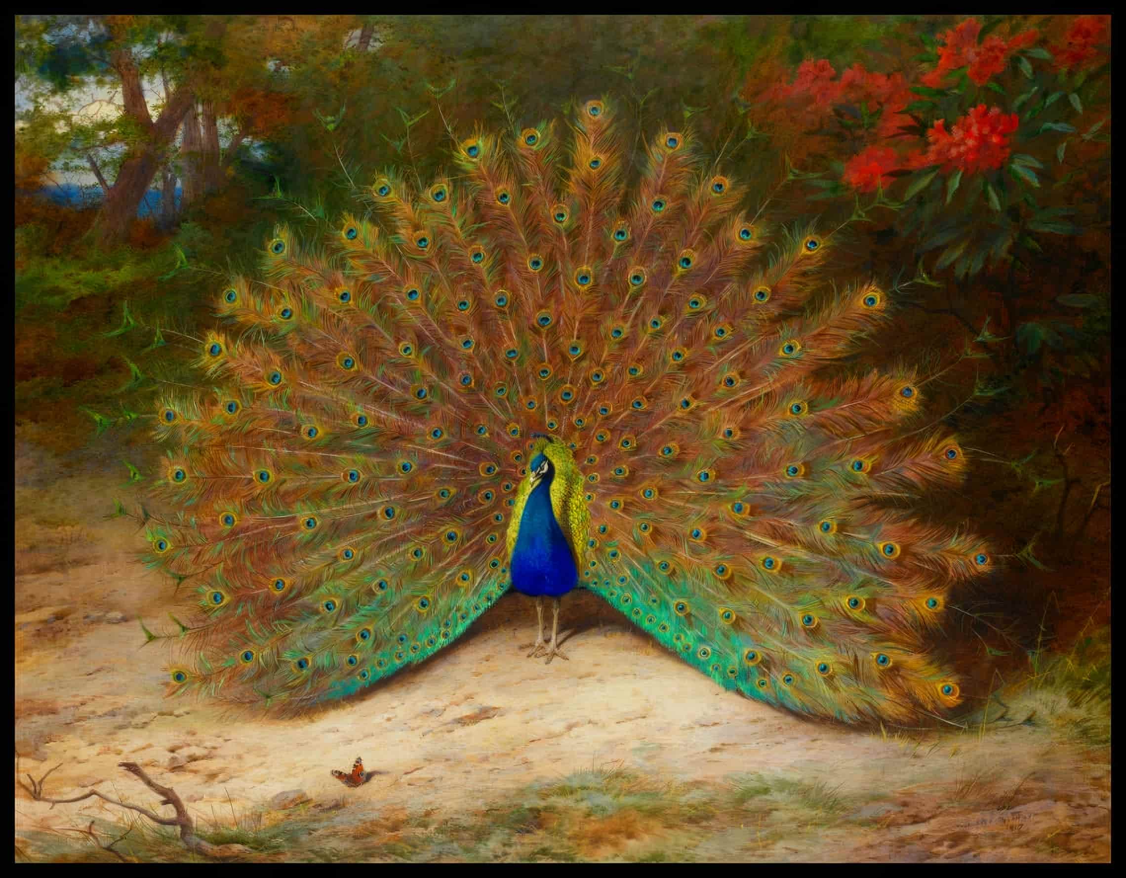 Pfau Poster