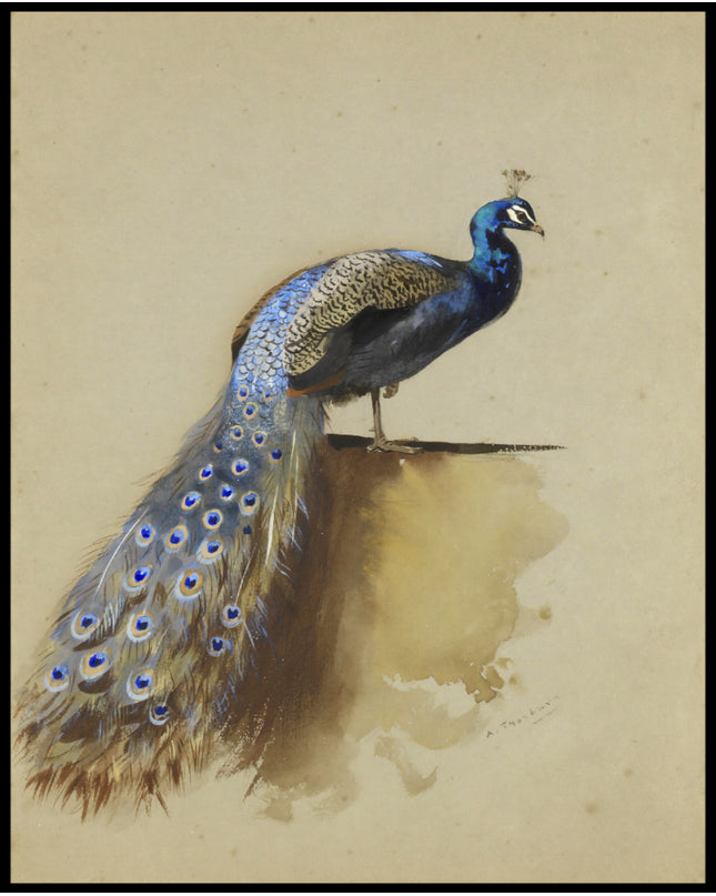 Pfau Poster