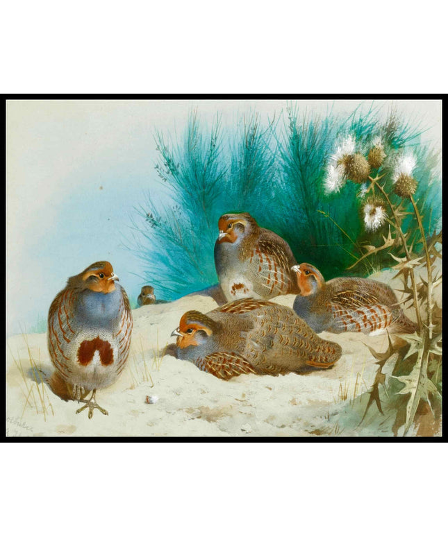 Rebhühner Poster