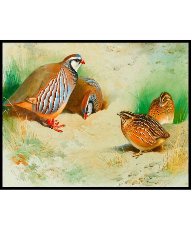 Rebhühner Poster