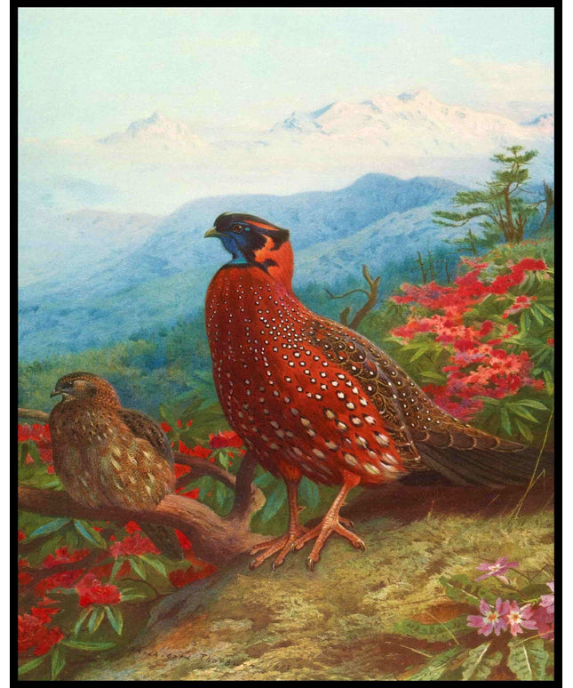 Satyrtragopan Poster